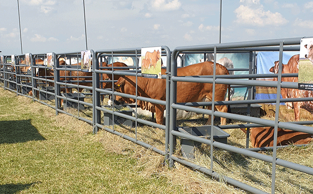 cattle auction