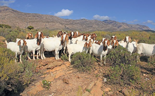 boer goats on giel Swiegers farm