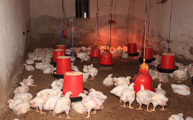 Broiler poultry-feeding