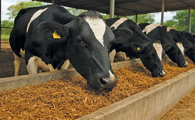 Cattle-feeding-on-a-mushroom-substrate