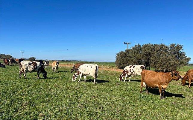 cattle in field eastern cape