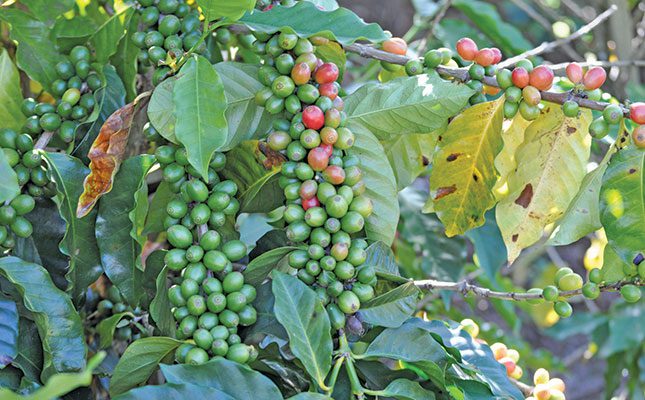 US tariffs and climate challenges are threatening the livelihoods of Brazil’s small-scale coffee farmers.