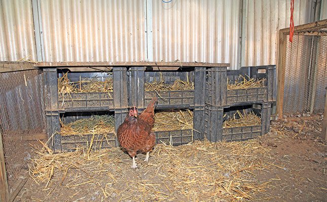 crates-used-as-chicken-cages