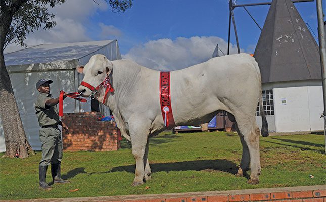DJ-23-013,-Junior-Champion-Chianina-Bull,-with-his-handler-Steve-Julius-at-the-Bloem-Show-2025.-(Owned-by-Louis-Botha,-LMB-Chianina-Stud,-Nigel)