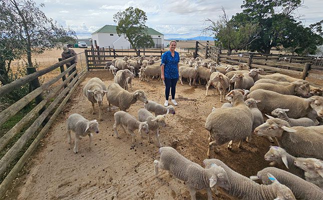 Dr-Suenette-Kotze,-with-sheep-flock