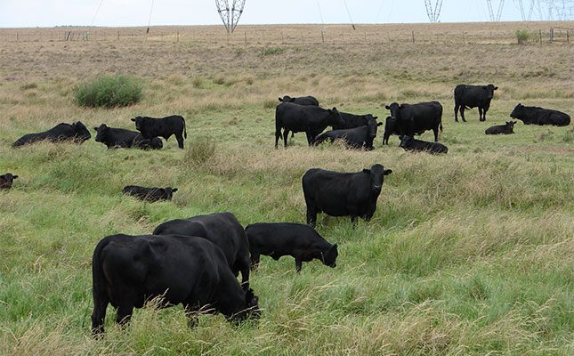 Drakensberger-cattle-roaming-in-the-field