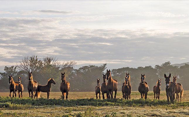 Foals-with-resident-‘nanny’