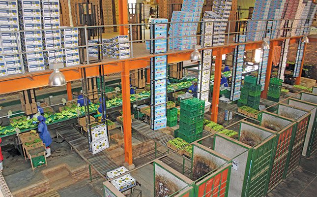 Giba-banana-farm-packhouse