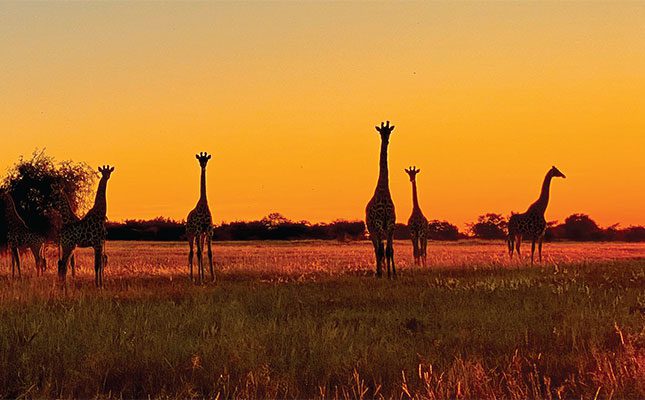 Gifaffes-at-private-game-reserve