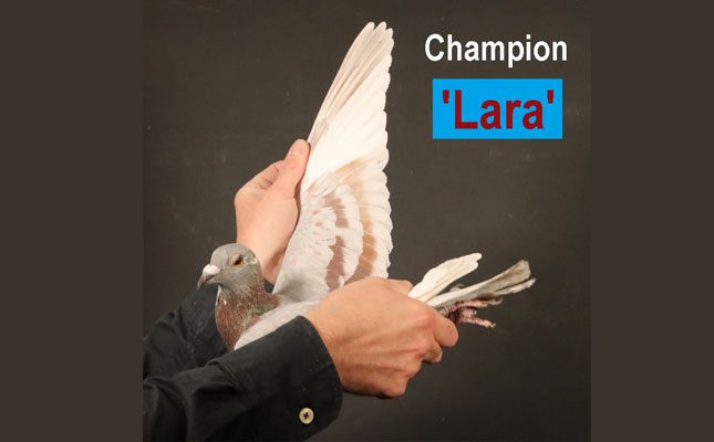 Lara-Pigeon-racer