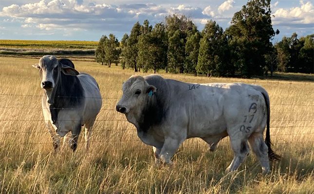 Marked-Ramagnola-cattle