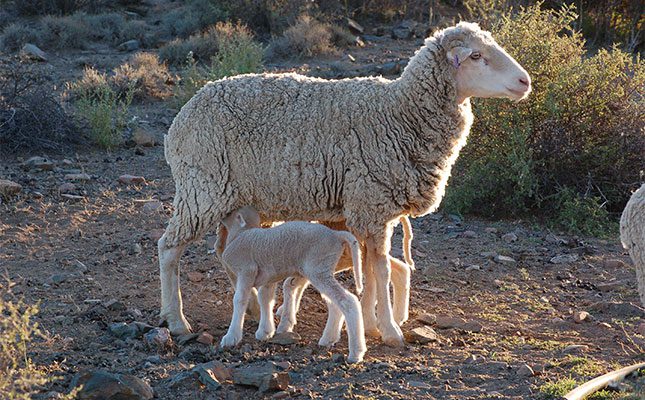 Merino-ewe-with-her-twin-lamb