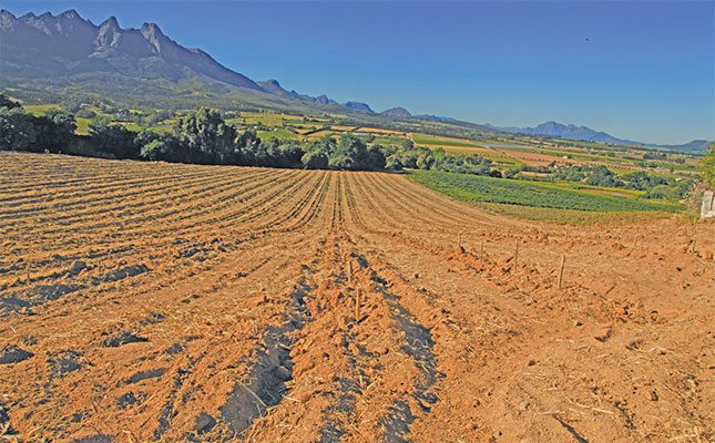 Reeds-planted-mechanically