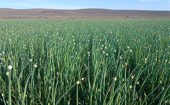 Seed-onion-farm-land