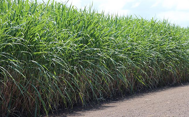 Drip irrigation reduces energy use, lowers labour requirements, and improves water-use efficiency, helping KwaZulu-Natal sugar cane farmers save costs and improve yields.