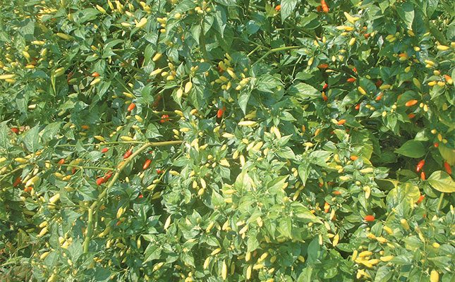 Tabasco-chilli-plant