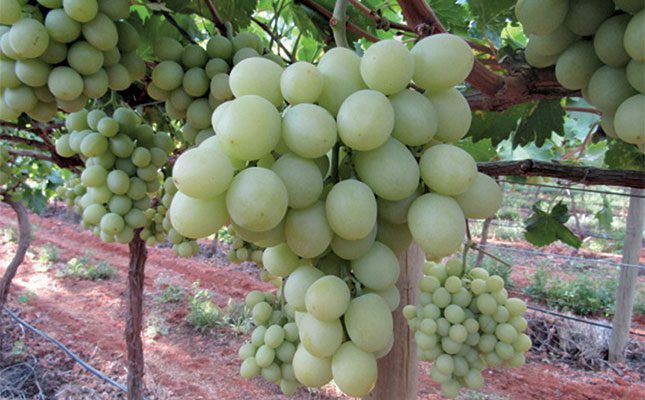 Table-grapes-FW-Archive