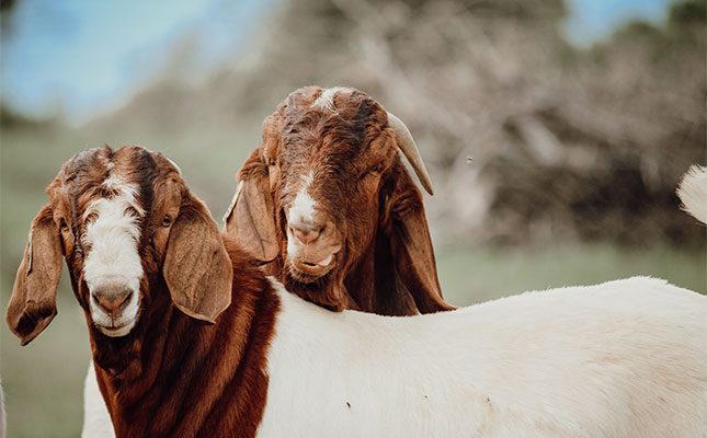 Boer goats