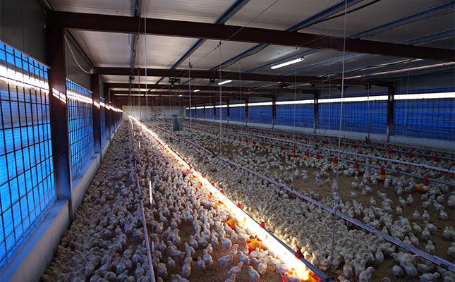 VAT-free-chicken-broiler