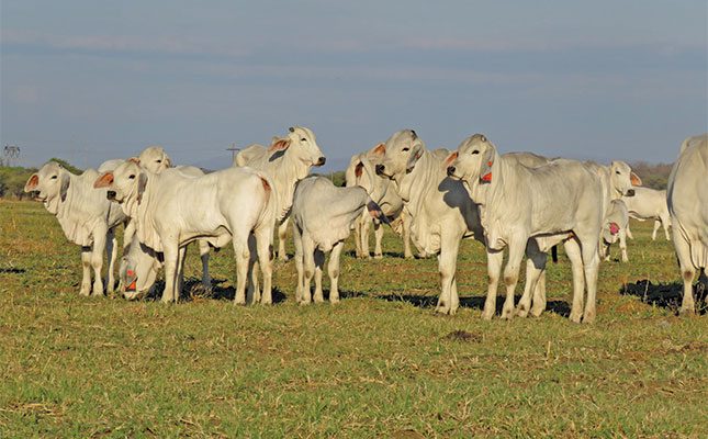 brahman cattle
