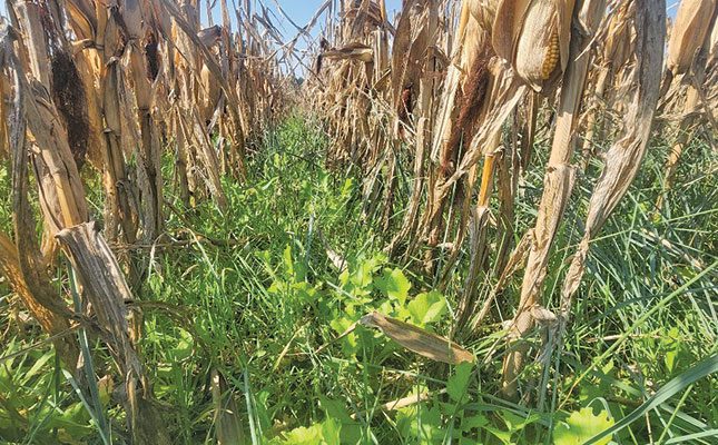winter crop between maize crop